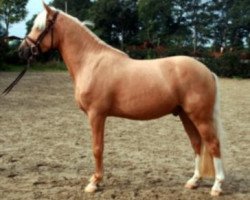 Dressurpferd Hesselteichs Lennox (Deutsches Reitpony, 2010, von Lucky Strike)