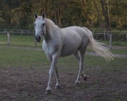 horse Rovania (Hanoverian, 1996, from Ramiro's Bube)