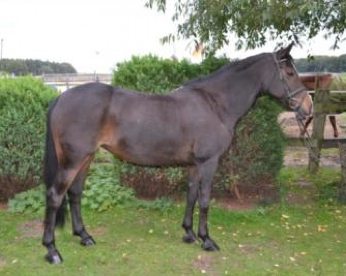 jumper Blanka (German Riding Pony, 2001, from Bolero)