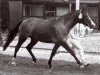 broodmare Mac Begum (German Riding Pony, 1983, from Brillant)