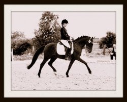 dressage horse Donadoni (German Riding Pony, 1999, from FS Don't Worry)