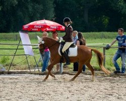 broodmare Bellevue (German Riding Pony, 2006, from Don't Worry Be Happy)