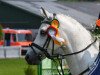 dressage horse Monte Castello 2 (German Riding Pony, 2004, from Monte Christo)