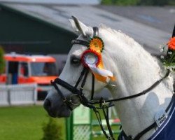 dressage horse Monte Castello 2 (German Riding Pony, 2004, from Monte Christo)