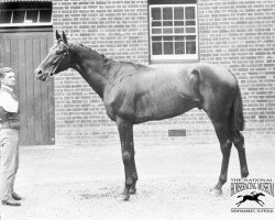 stallion Common xx (Thoroughbred, 1888, from Isonomy xx)