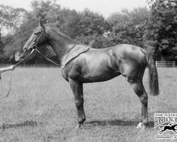 horse China Cock xx (Thoroughbred, 1900, from Santoi xx)