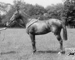 horse China Cock xx (Thoroughbred, 1900, from Santoi xx)