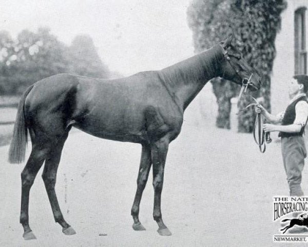 broodmare Chelandry xx (Thoroughbred, 1894, from Gold Finch xx)