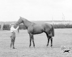 stallion Chaucer xx (Thoroughbred, 1900, from Saint Simon xx)