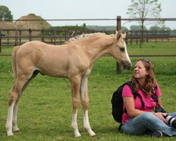 dressage horse Durello du Bois (German Riding Pony, 2011, from Don Cremello du Bois)