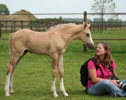 dressage horse Durello du Bois (German Riding Pony, 2011, from Don Cremello du Bois)