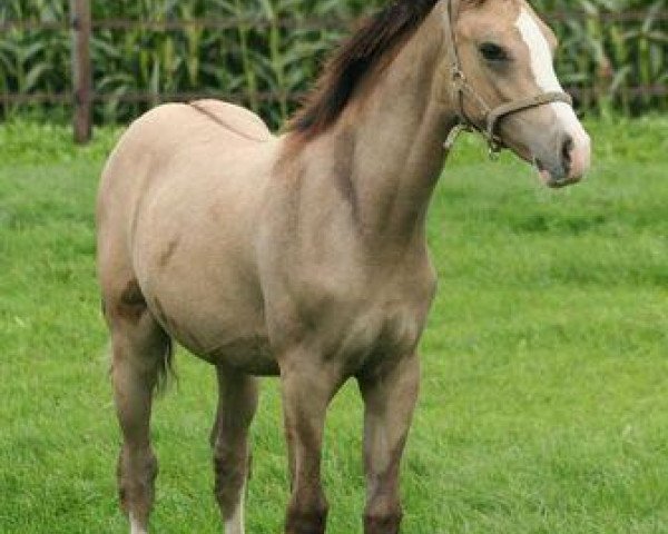 Zuchtstute Callista du Bois (Nederlands Rijpaarden en Pony, 2010, von Don Cremello du Bois)