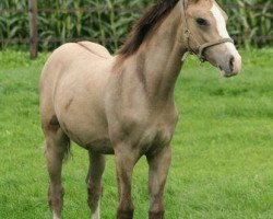 broodmare Callista du Bois (Nederlands Rijpaarden en Pony, 2010, from Don Cremello du Bois)