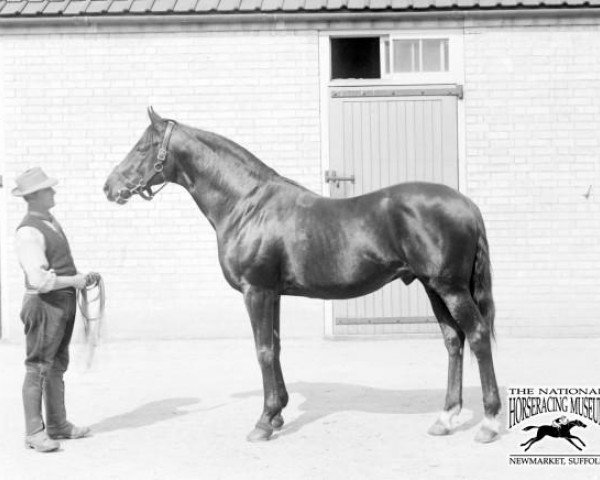 stallion Chaleureux xx (Thoroughbred, 1894, from Goodfellow xx)