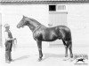 stallion Chaleureux xx (Thoroughbred, 1894, from Goodfellow xx)