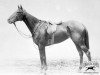 Pferd Canterbury Pilgrim xx (Englisches Vollblut, 1893, von Tristan xx)