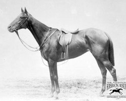 broodmare Canterbury Pilgrim xx (Thoroughbred, 1893, from Tristan xx)