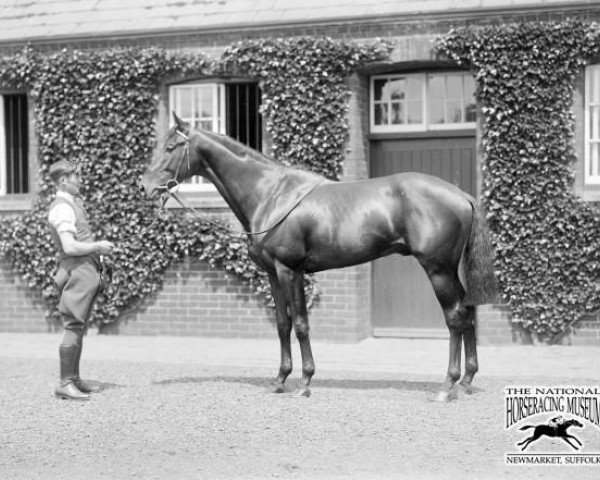 Pferd Cameronian xx (Englisches Vollblut, 1928, von Pharos xx)