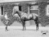 stallion Cameronian xx (Thoroughbred, 1928, from Pharos xx)