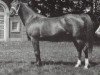broodmare Nashisha 1920 ox (Arabian thoroughbred, 1920, from Rasim 1906 ox)