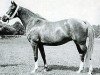 broodmare Sharima EAO (Arabian thoroughbred, 1932, from Shareer 1923 ox)