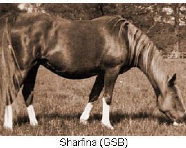 Zuchtstute Sharfina ox (Vollblutaraber, 1937, von Rytham 1929 ox)