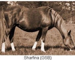 broodmare Sharfina ox (Arabian thoroughbred, 1937, from Rytham 1929 ox)