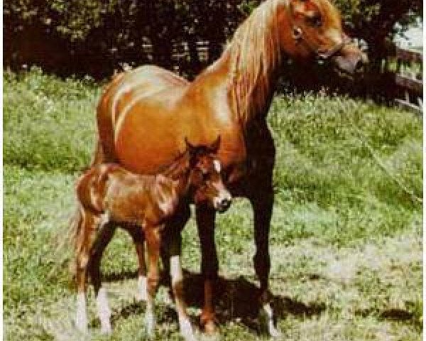 broodmare Serafina ox (Arabian thoroughbred, 1945, from Indian Gold ox)