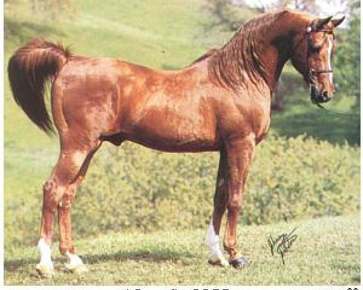 stallion Serafix ox (Arabian purebred, 1949, from Raktha 1934 ox)