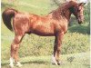 stallion Serafix ox (Arabian thoroughbred, 1949, from Raktha 1934 ox)