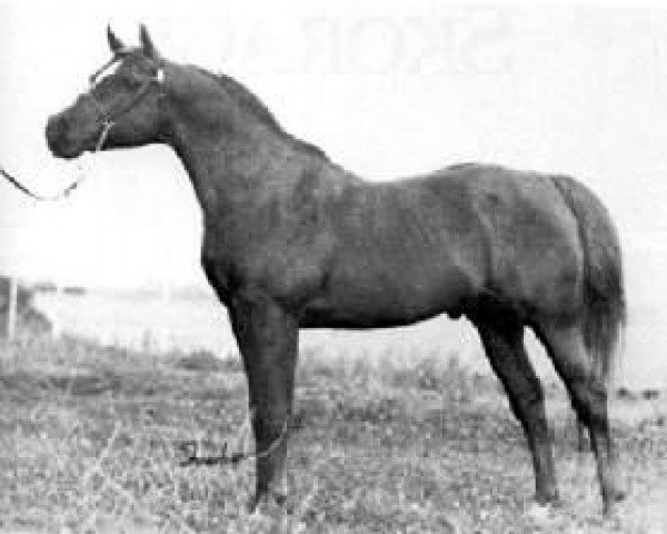 stallion Nafix ox (Arabian thoroughbred, 1956, from Serafix ox)