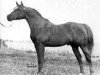 stallion Nafix ox (Arabian thoroughbred, 1956, from Serafix ox)