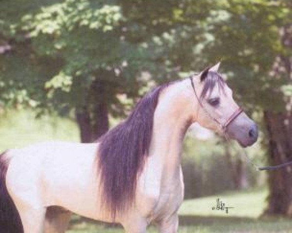 Deckhengst Buckeroos Top Cat (American Miniature Horse, 1984, von Boones Little Buckeroo)