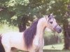 stallion Buckeroos Top Cat (American Miniature Horse, 1984, from Boones Little Buckeroo)