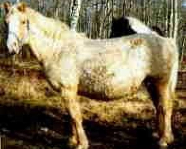 broodmare BNC Honey (American Bashkir Curly Horses, 1981, from King)