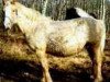 Zuchtstute BNC Honey (American Bashkir Curly Horses, 1981, von King)