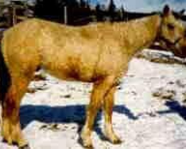 stallion BNC Ladd (American Bashkir Curly Horses, 1986, from Cypress Nicker)