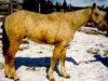 Deckhengst BNC Ladd (American Bashkir Curly Horses, 1986, von Cypress Nicker)