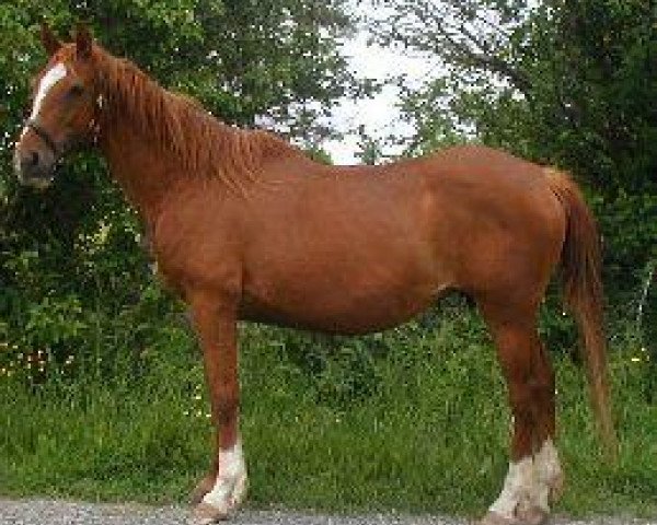 Zuchtstute Krispy Krunch (American Bashkir Curly Horses, 1987)