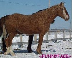 Zuchtstute Jondra DMC Funnyface (American Bashkir Curly Horses, 1999, von Dig My Curl)