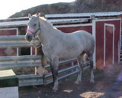 horse Gringos Copper D (American Bashkir Curly Horses, 1991, from Gringo)