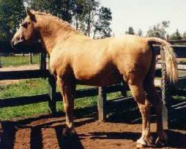 Deckhengst Colonel Austin (American Bashkir Curly Horses, 1978, von Dixie D)