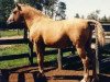 stallion Colonel Austin (American Bashkir Curly Horses, 1978, from Dixie D)