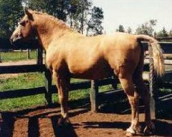 stallion Colonel Austin (American Bashkir Curly Horses, 1978, from Dixie D)