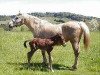 Zuchtstute Colonels Lil Bunny (American Bashkir Curly Horses, 1987, von Colonel Austin)