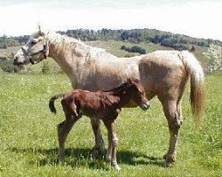 Zuchtstute Colonels Lil Bunny (American Bashkir Curly Horses, 1987, von Colonel Austin)