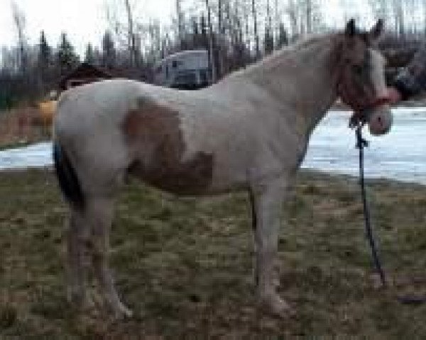 Deckhengst Dig My Curl (American Bashkir Curly Horses, 1994, von Simon Centennial)