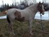 Deckhengst Dig My Curl (American Bashkir Curly Horses, 1994, von Simon Centennial)