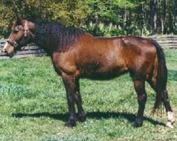 Zuchtstute Nellie T (American Bashkir Curly Horses, 1975, von Walker's Prince T)