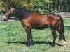 Zuchtstute Nellie T (American Bashkir Curly Horses, 1975, von Walker's Prince T)